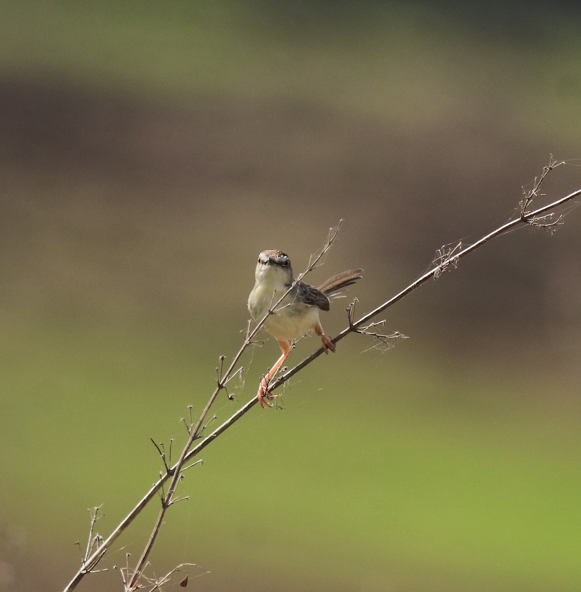 Plain Prinia - ML642423395