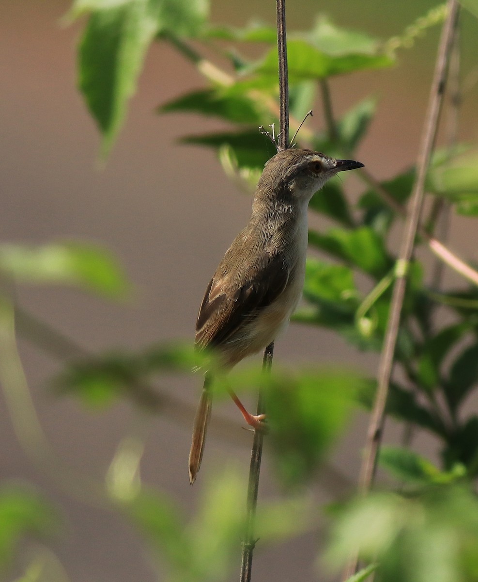 Plain Prinia - ML642423396