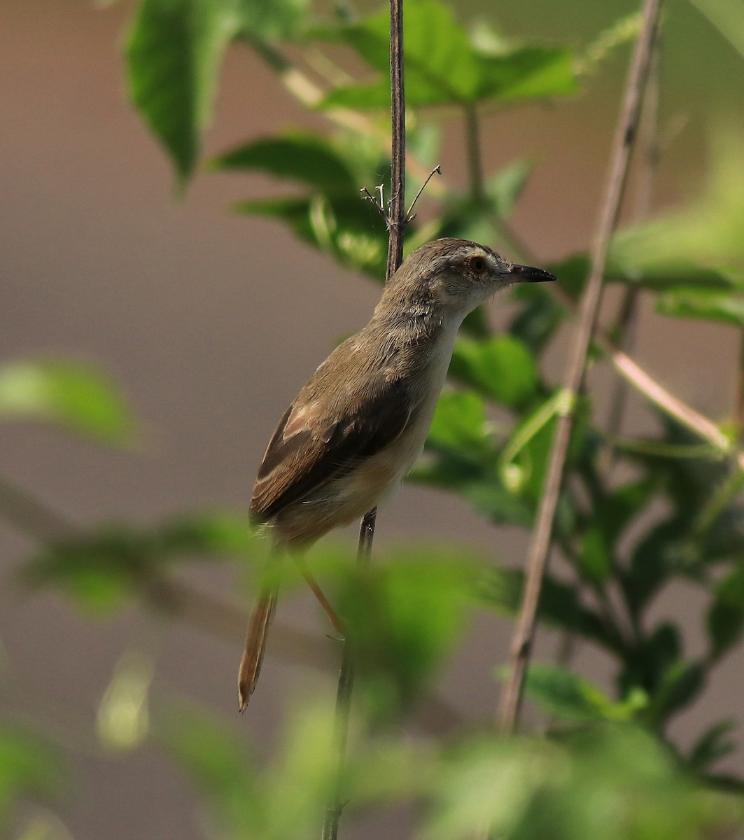 Plain Prinia - ML642423397