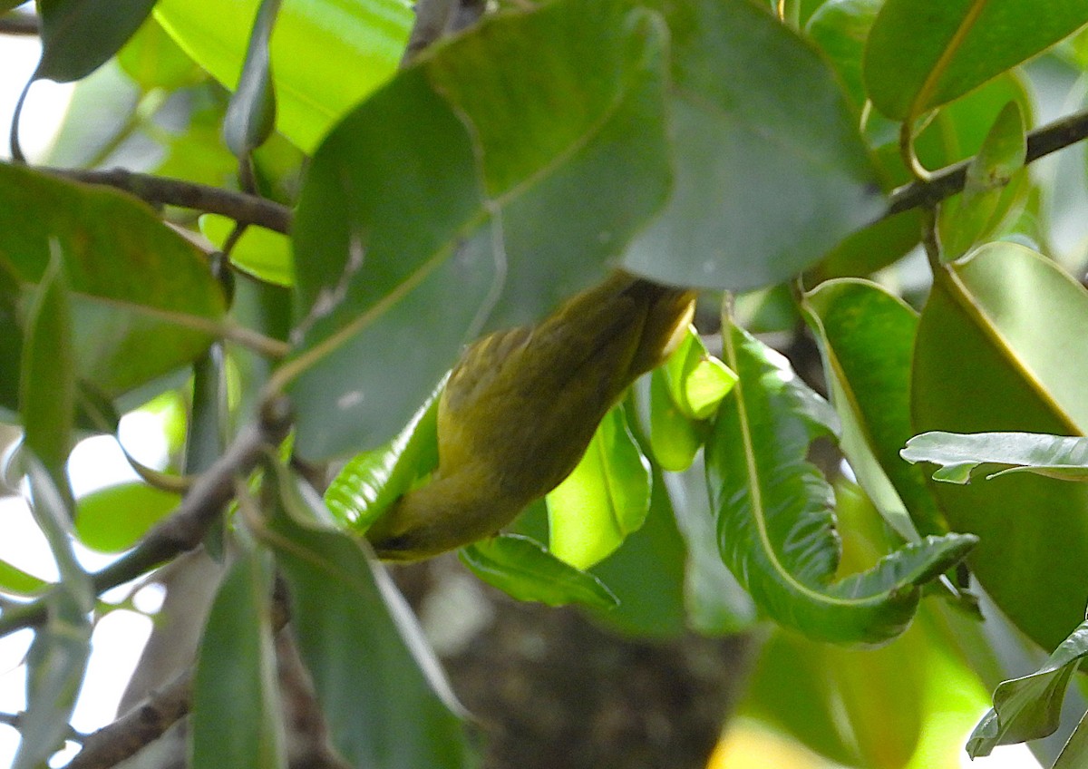 Yellow Honeyeater - ML642423399