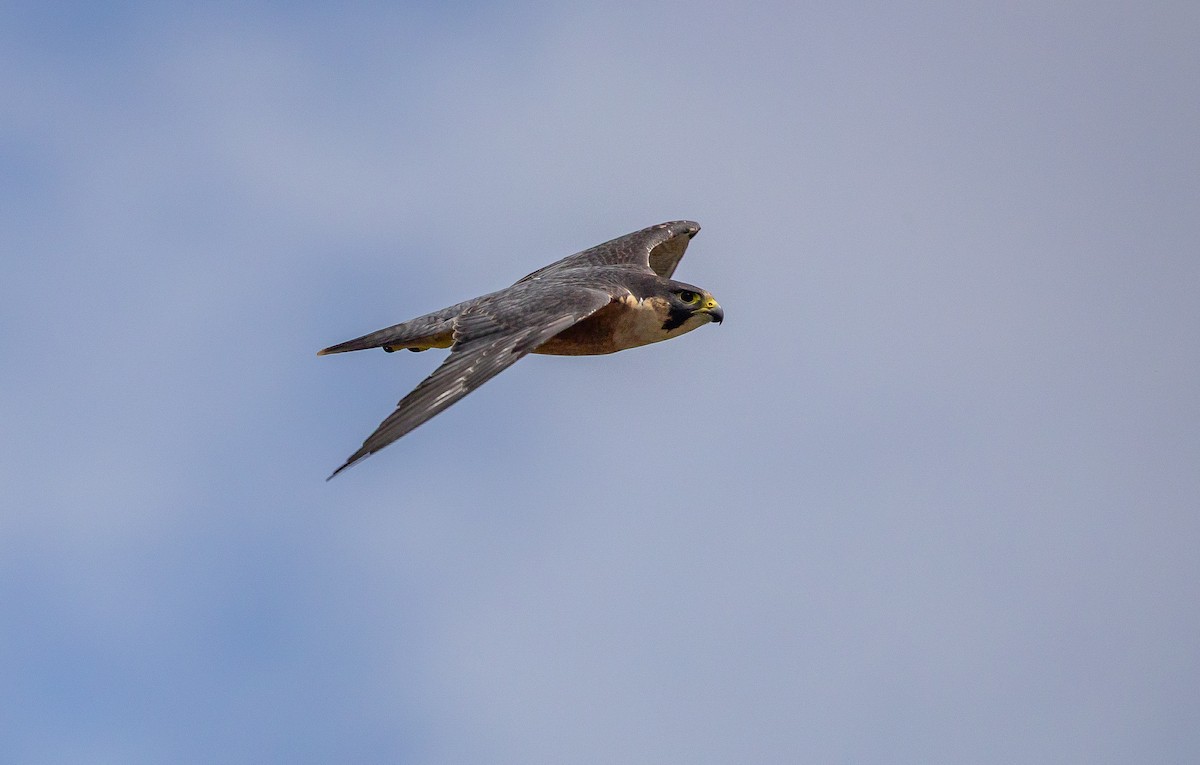 Peregrine Falcon (Shaheen) - ML642423401