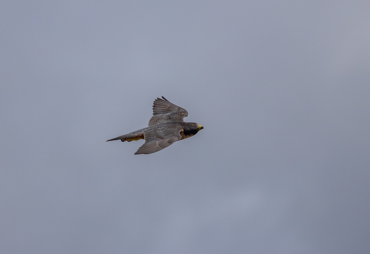 Peregrine Falcon (Shaheen) - ML642423402