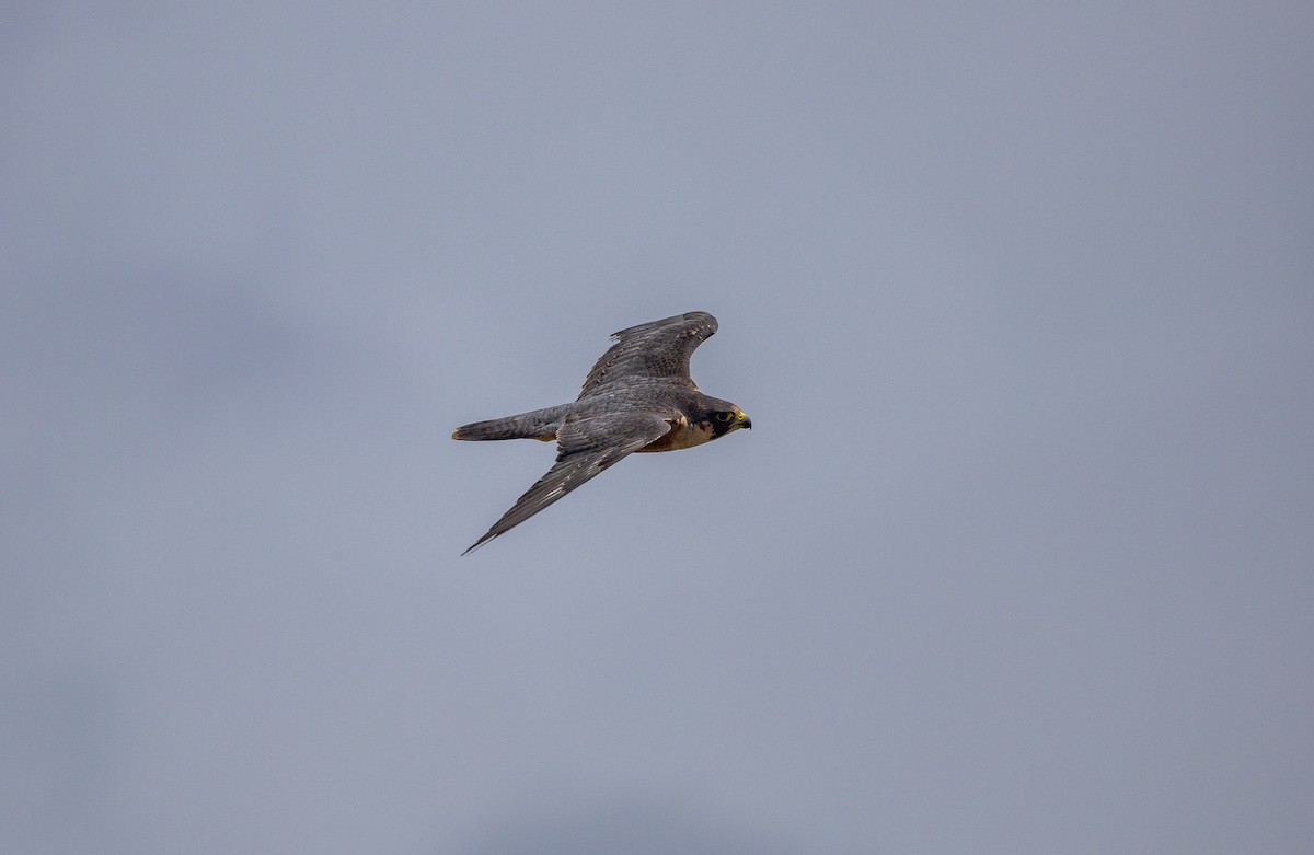 Peregrine Falcon (Shaheen) - ML642423403