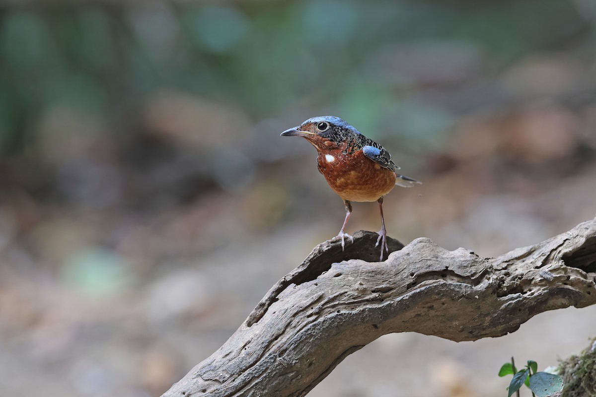 White-throated Rock-Thrush - ML642423404