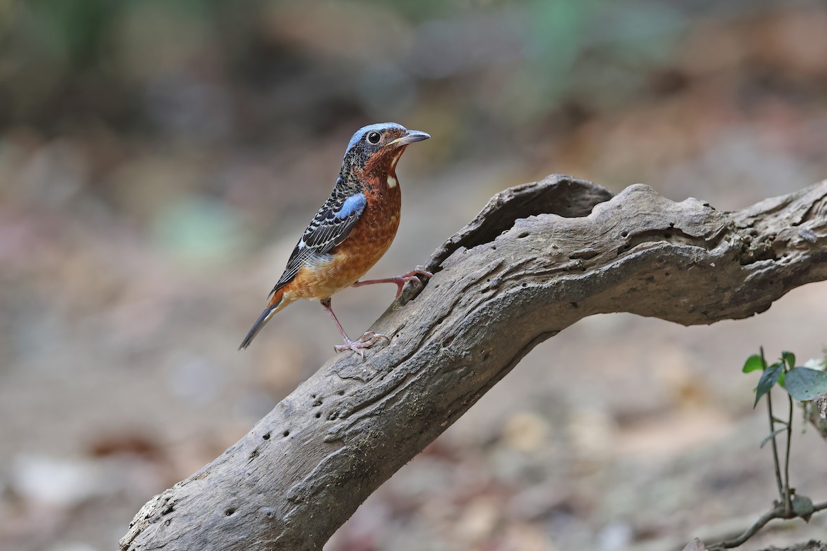 White-throated Rock-Thrush - ML642423405