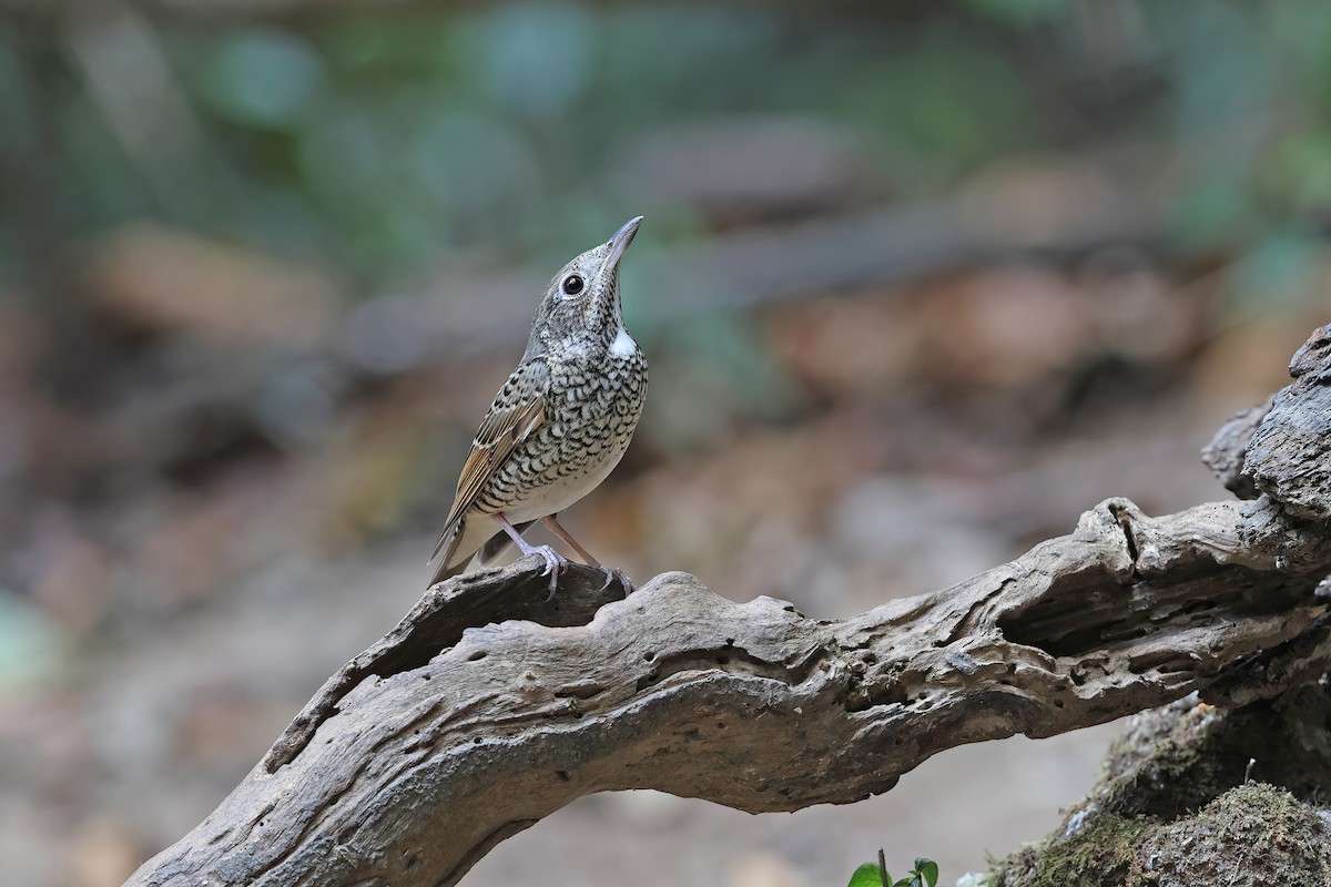 White-throated Rock-Thrush - ML642423406
