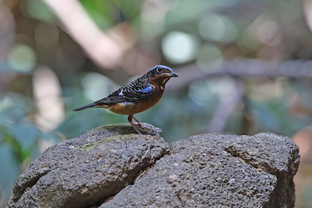 White-throated Rock-Thrush - ML642423407