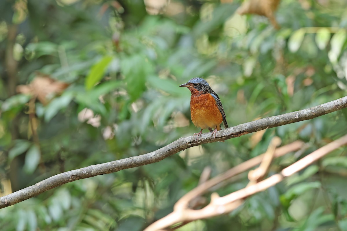 White-throated Rock-Thrush - ML642423408