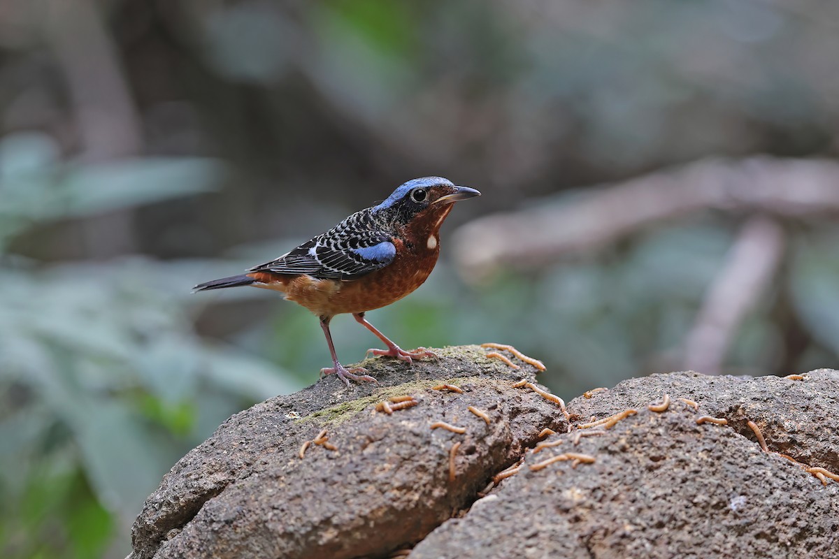 White-throated Rock-Thrush - ML642423409