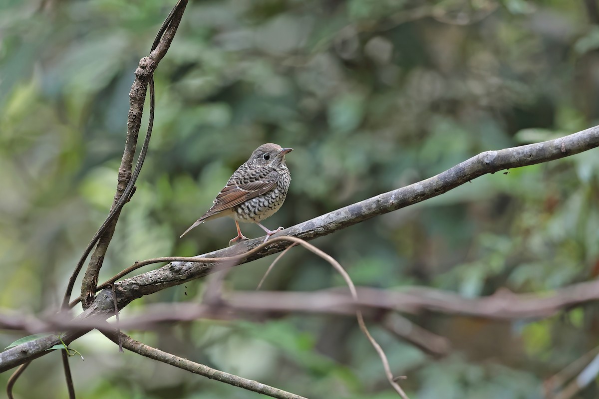 White-throated Rock-Thrush - ML642423410