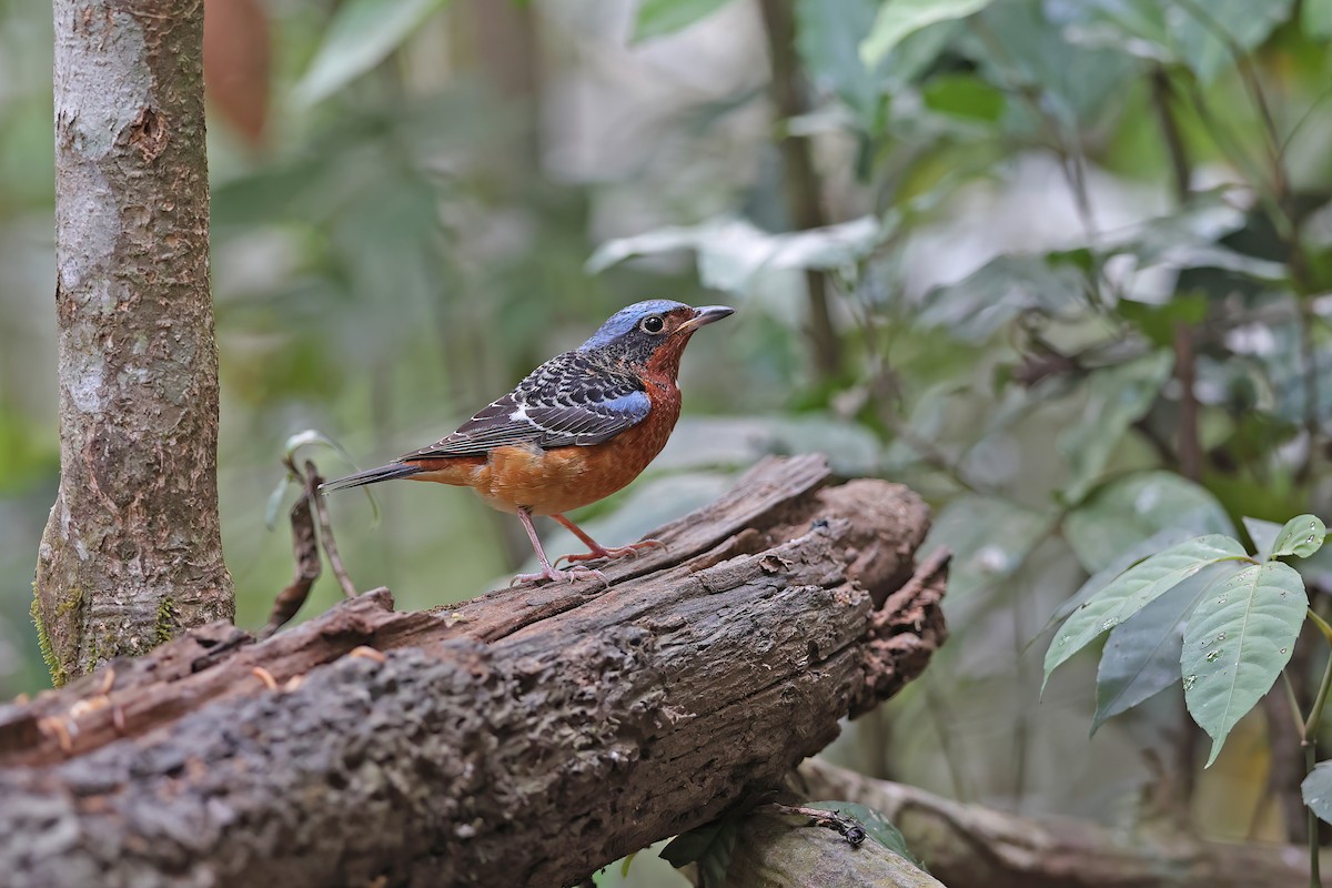 White-throated Rock-Thrush - ML642423411