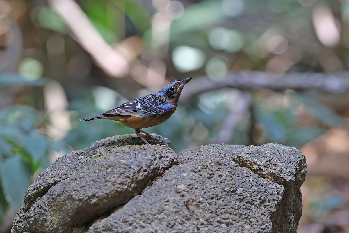 White-throated Rock-Thrush - ML642423412