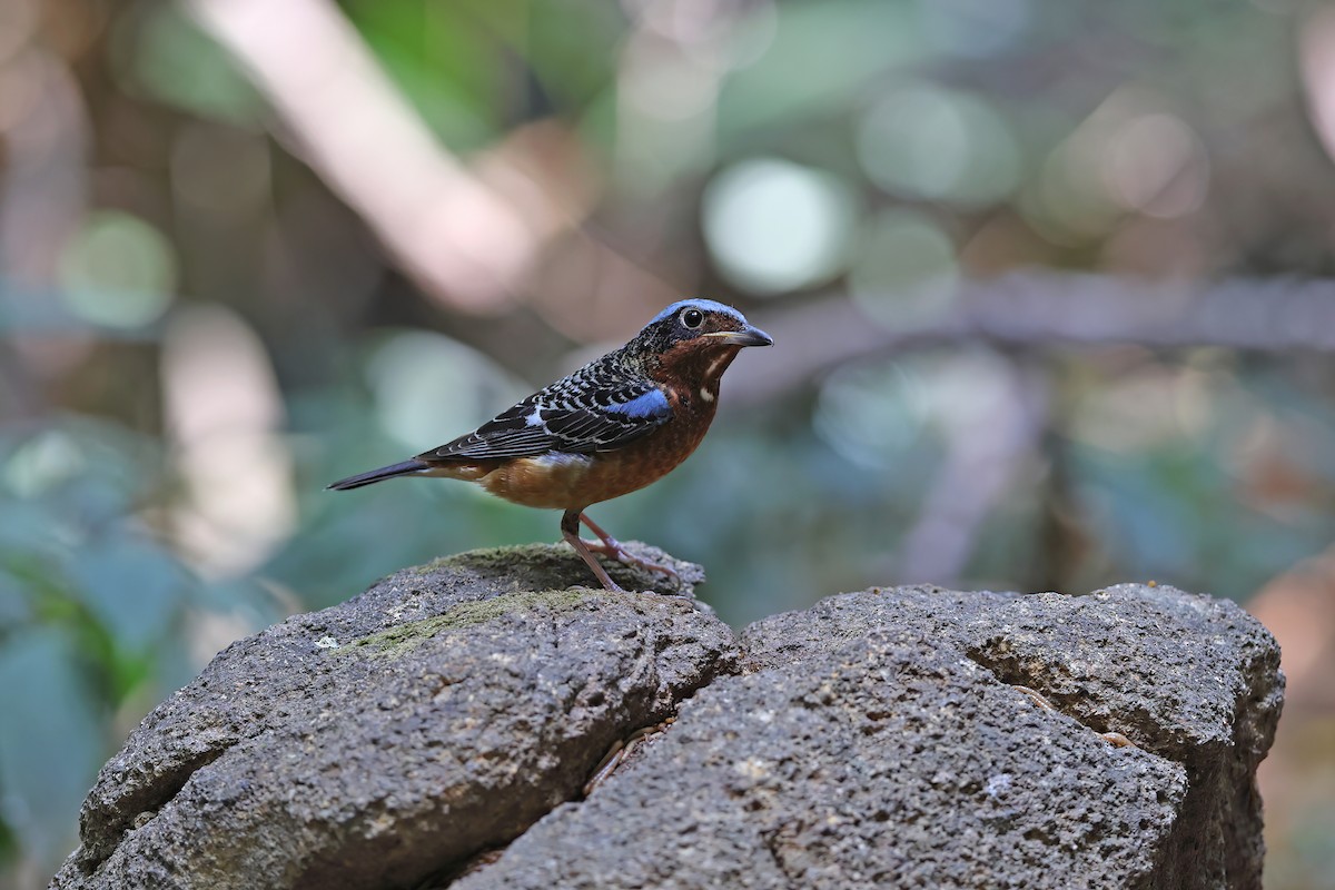 White-throated Rock-Thrush - ML642423413