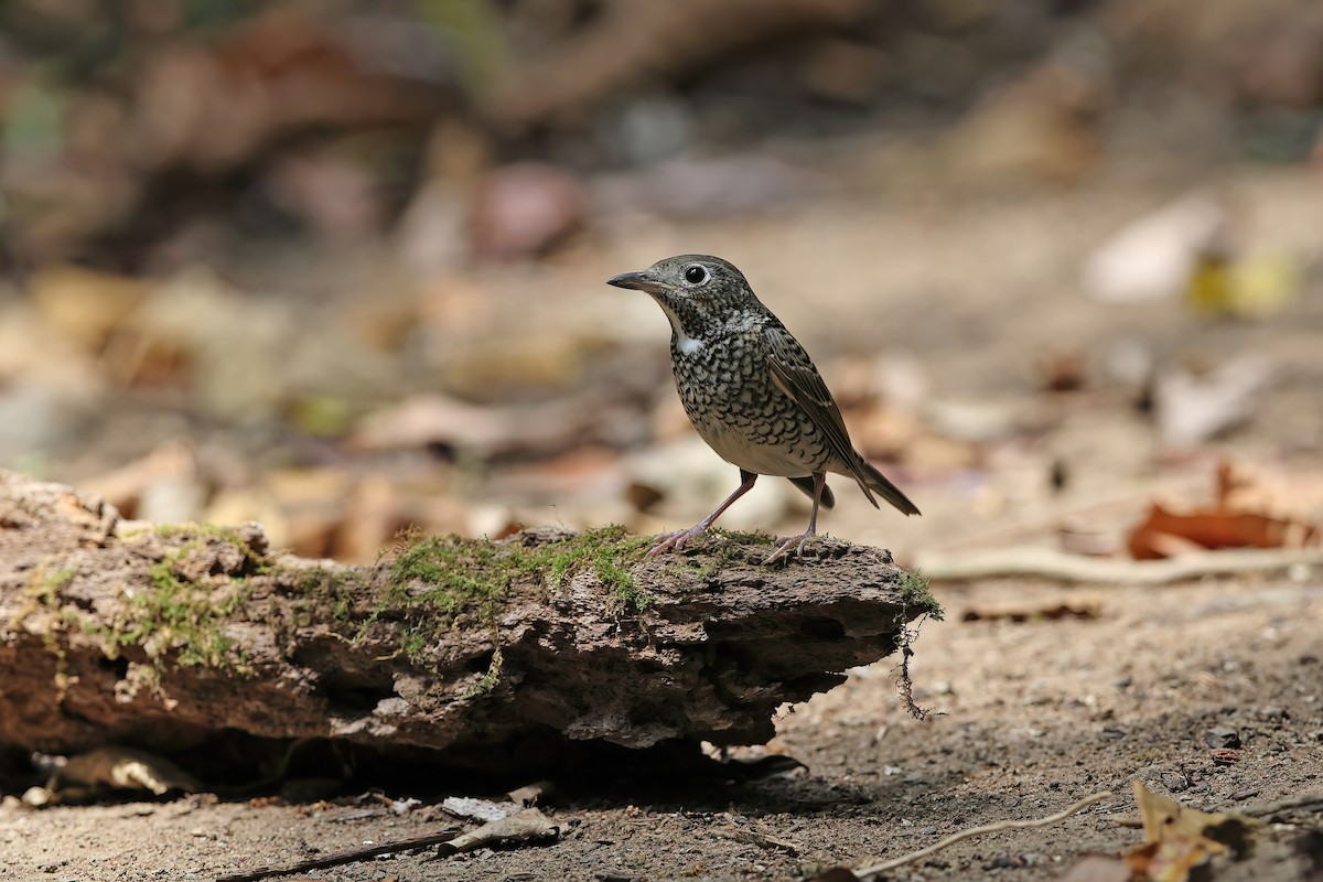 White-throated Rock-Thrush - ML642423414