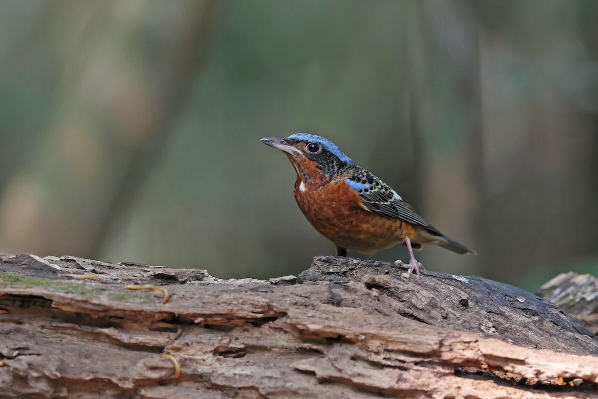 White-throated Rock-Thrush - ML642423417
