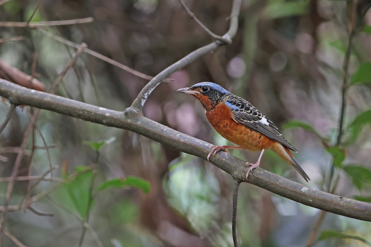 White-throated Rock-Thrush - ML642423418