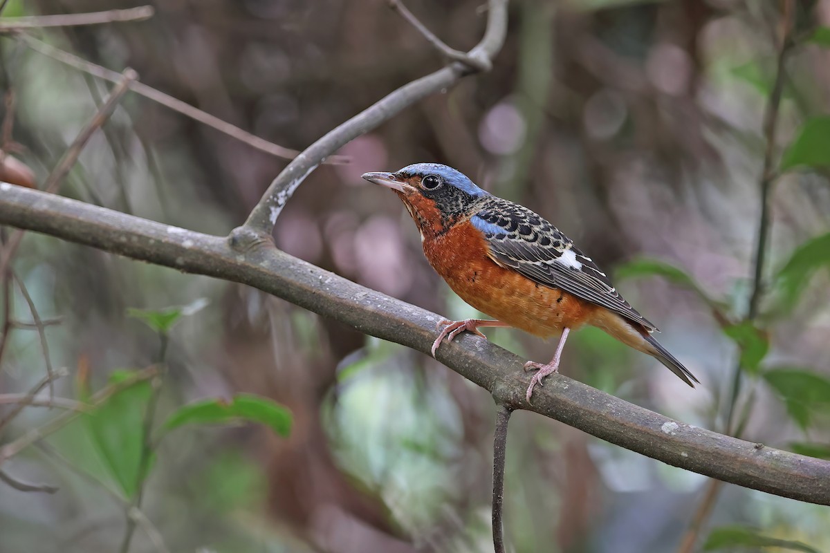 White-throated Rock-Thrush - ML642423419