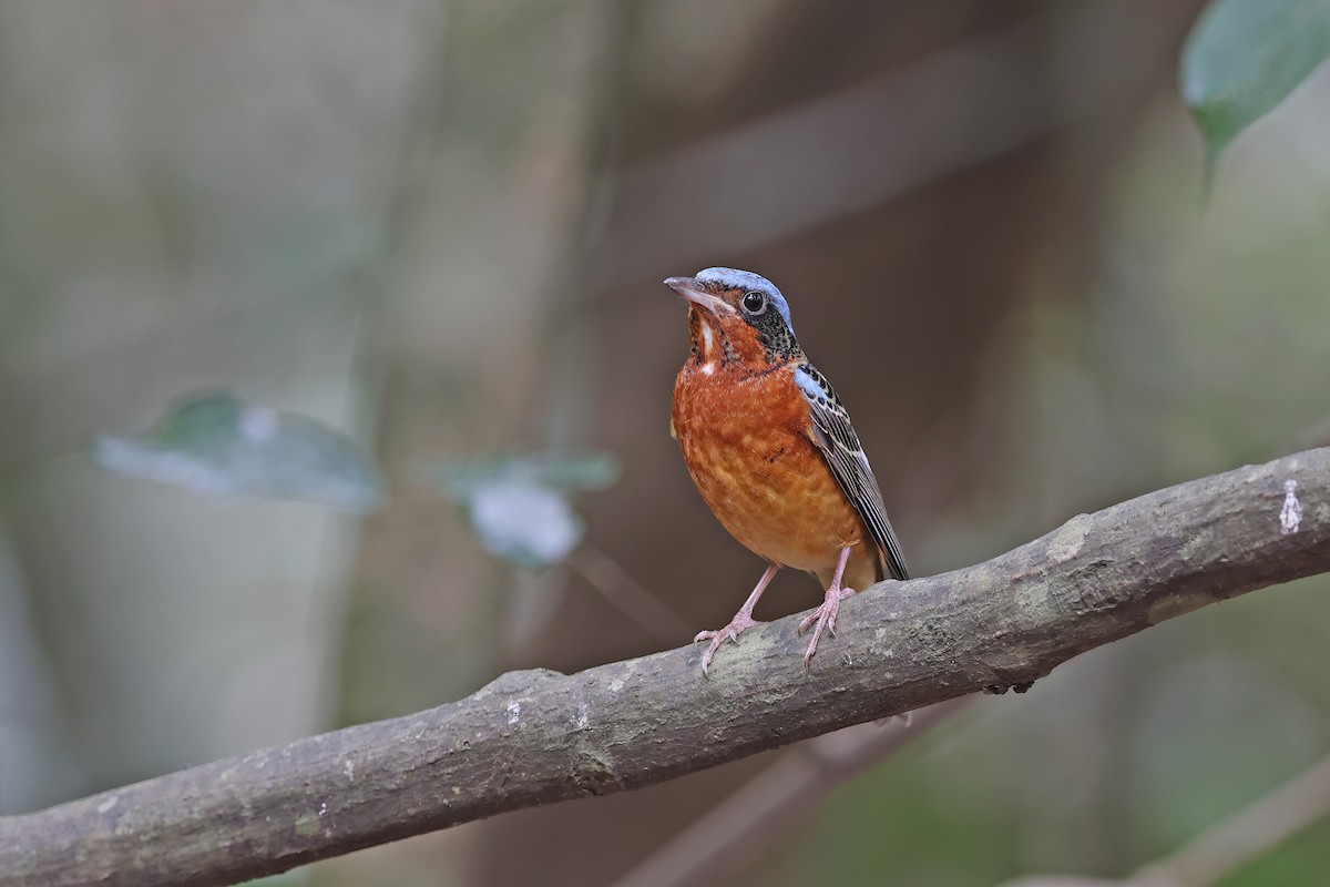 White-throated Rock-Thrush - ML642423420