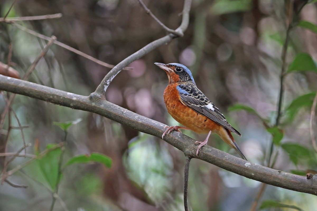 White-throated Rock-Thrush - ML642423421