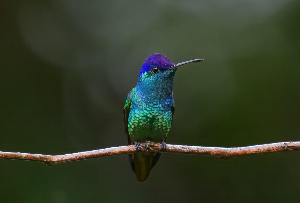 Golden-tailed Sapphire - ML642423443