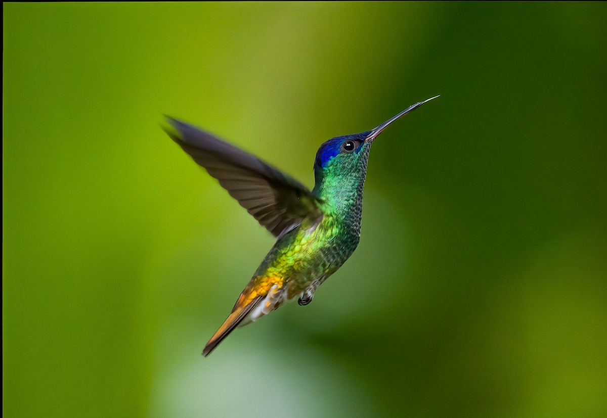 Golden-tailed Sapphire - ML642423444