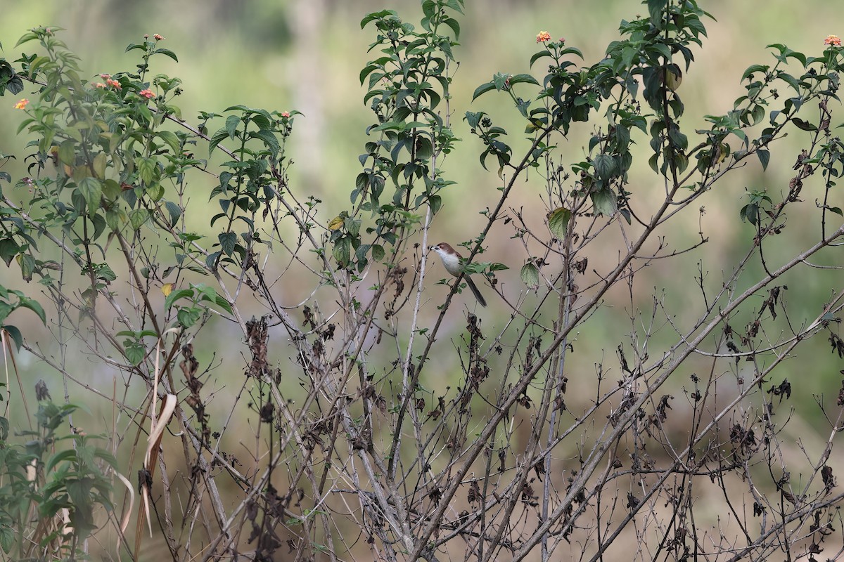 Yellow-eyed Babbler - ML642423484
