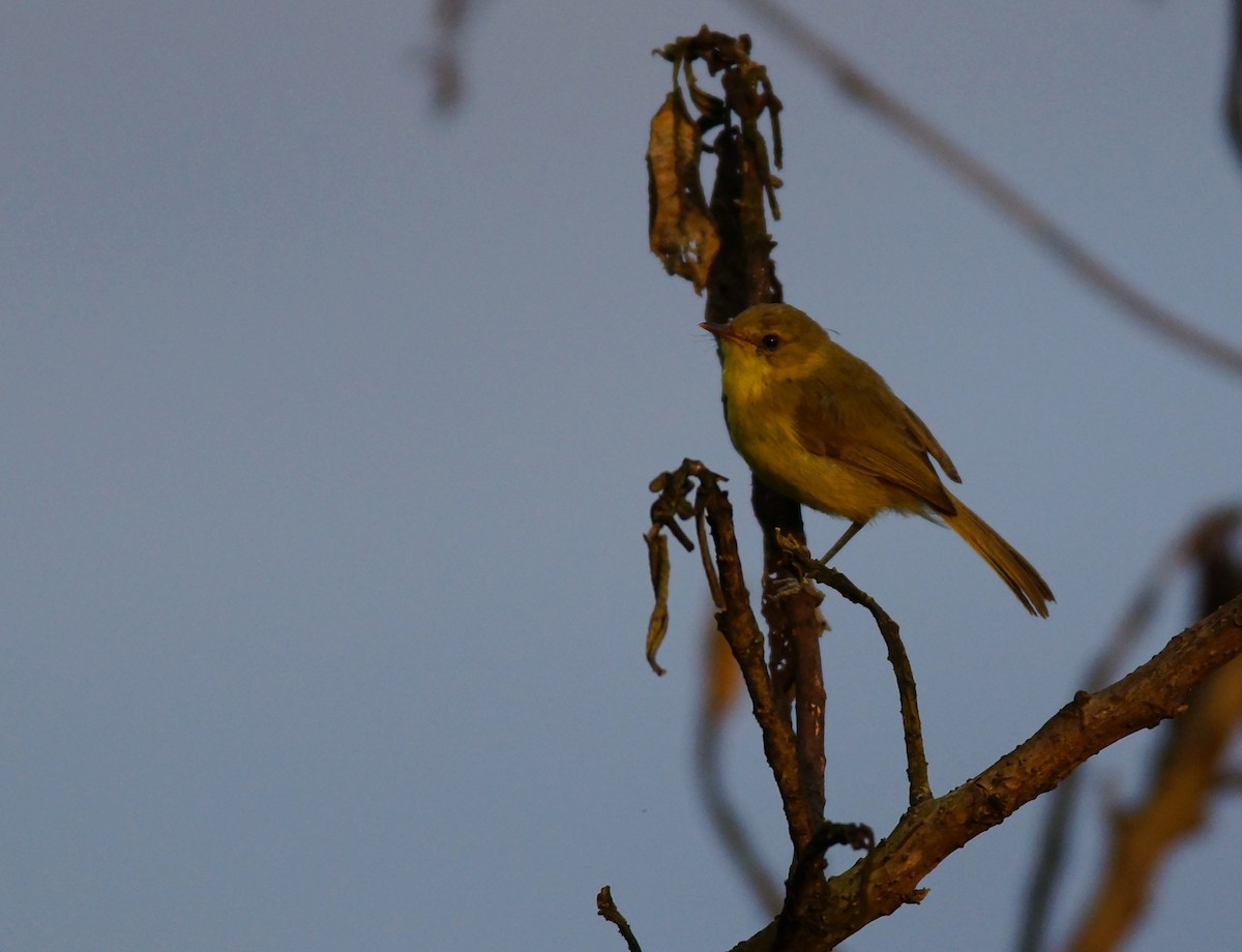 Mountain Yellow-Warbler - ML642423486