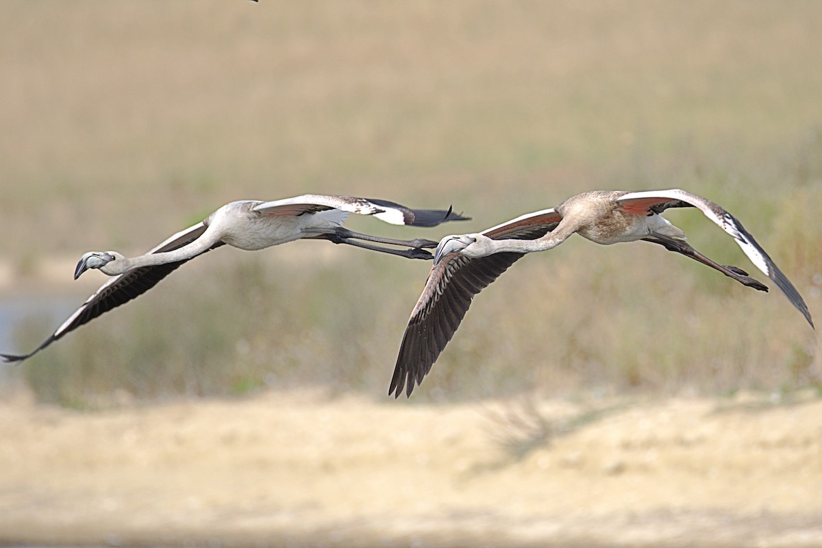 Rosaflamingo - ML642423540