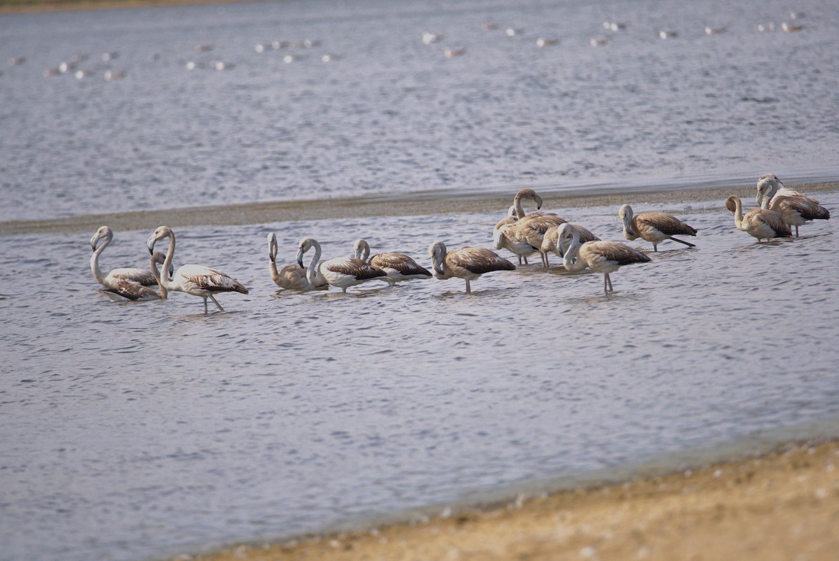 Rosaflamingo - ML642423541