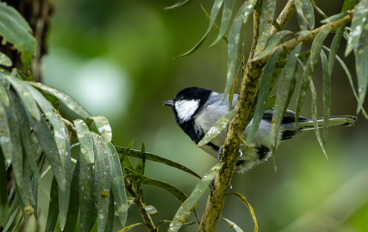 Asian Tit - ML642423549