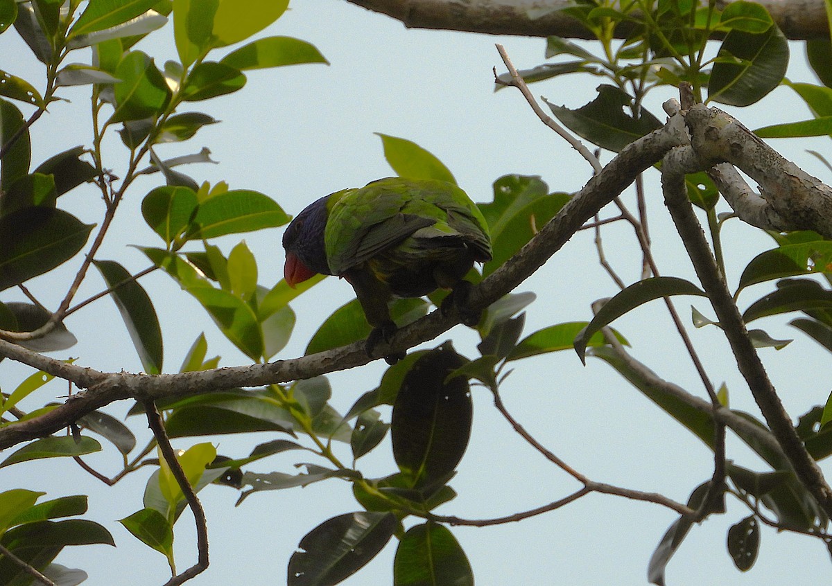 Rainbow Lorikeet - ML642423555