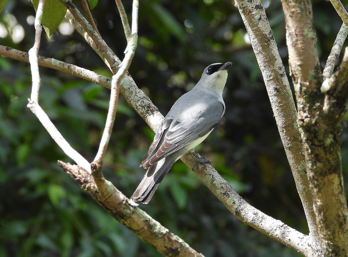 White-bellied Cuckooshrike - ML642423558