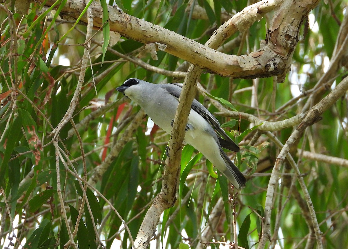 White-bellied Cuckooshrike - ML642423559