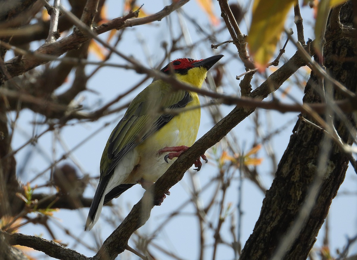 Australasian Figbird - ML642423562