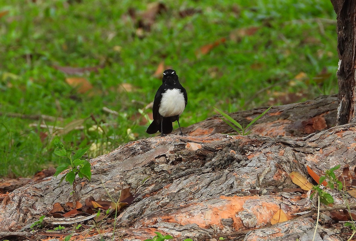 Willie-wagtail - ML642423565