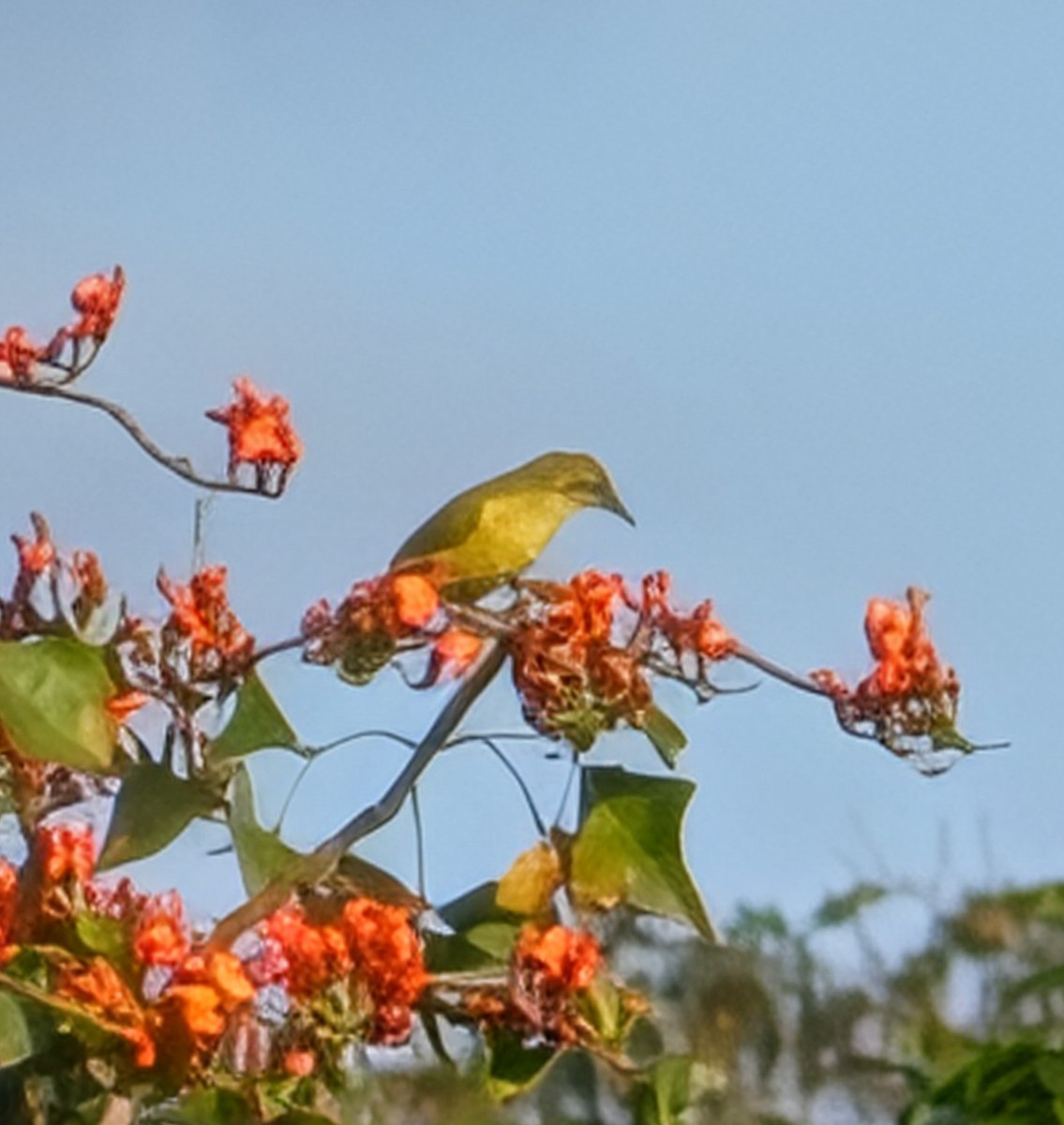 Yellow Honeyeater - ML642423587