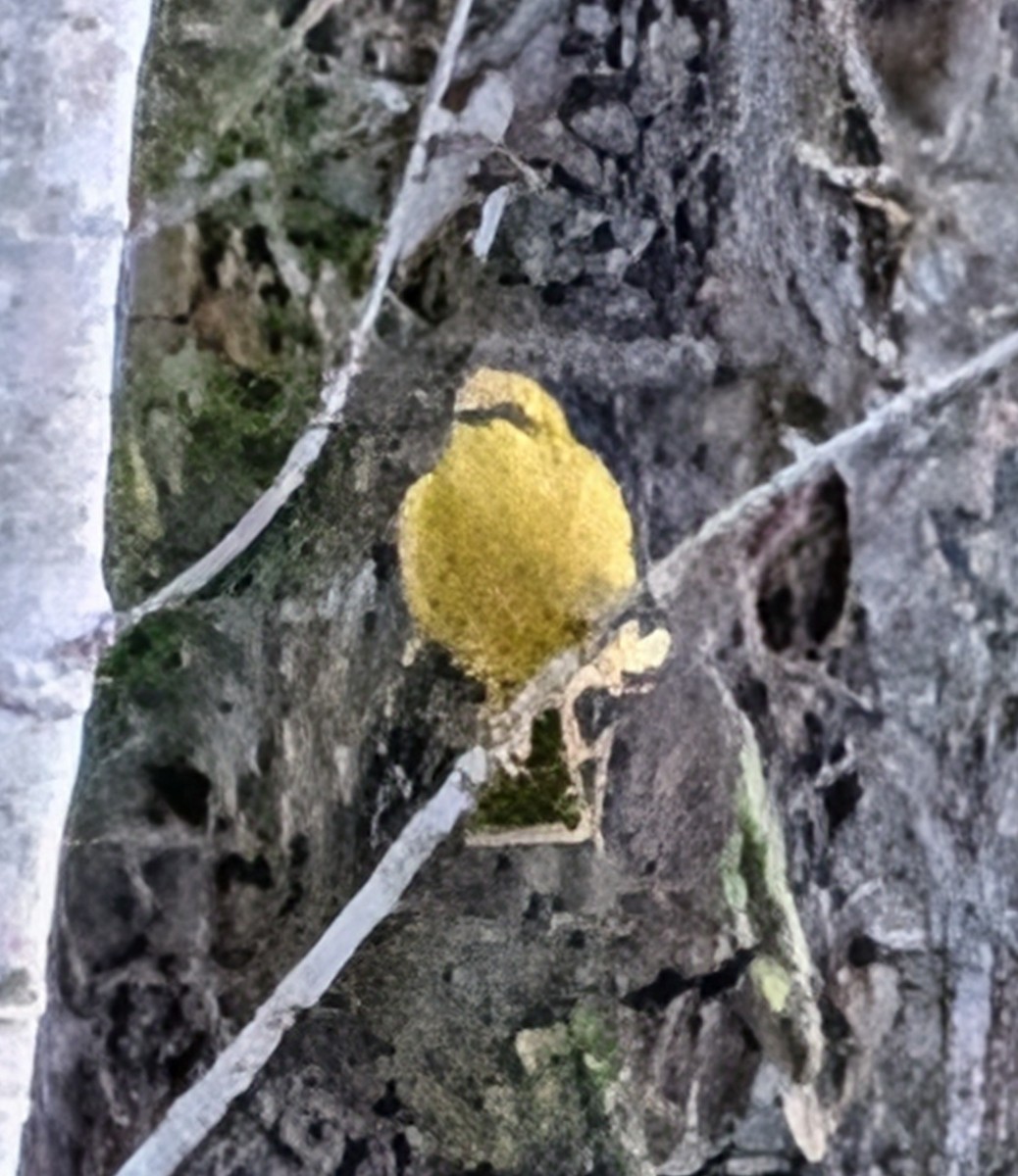 Yellow Honeyeater - ML642423588