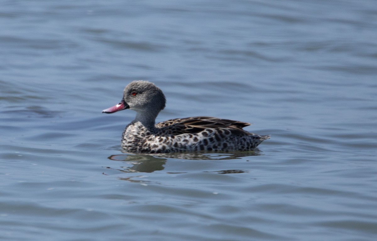 Cape Teal - ML642423599