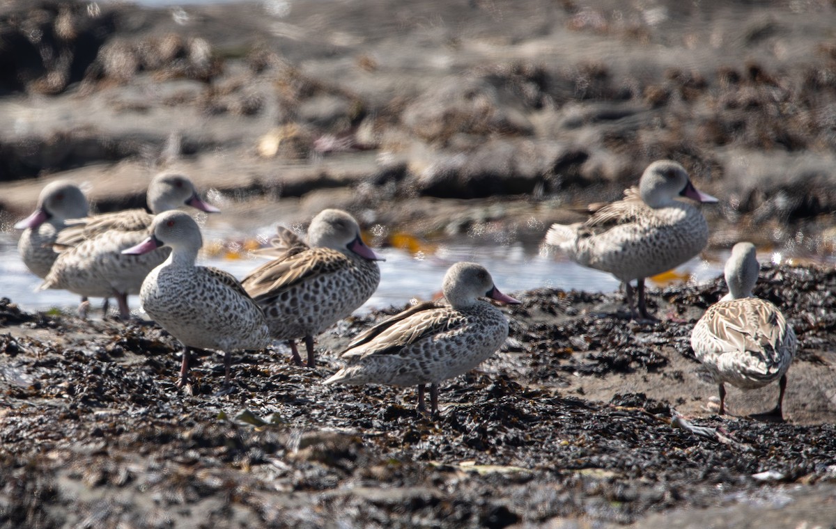 Cape Teal - ML642423600