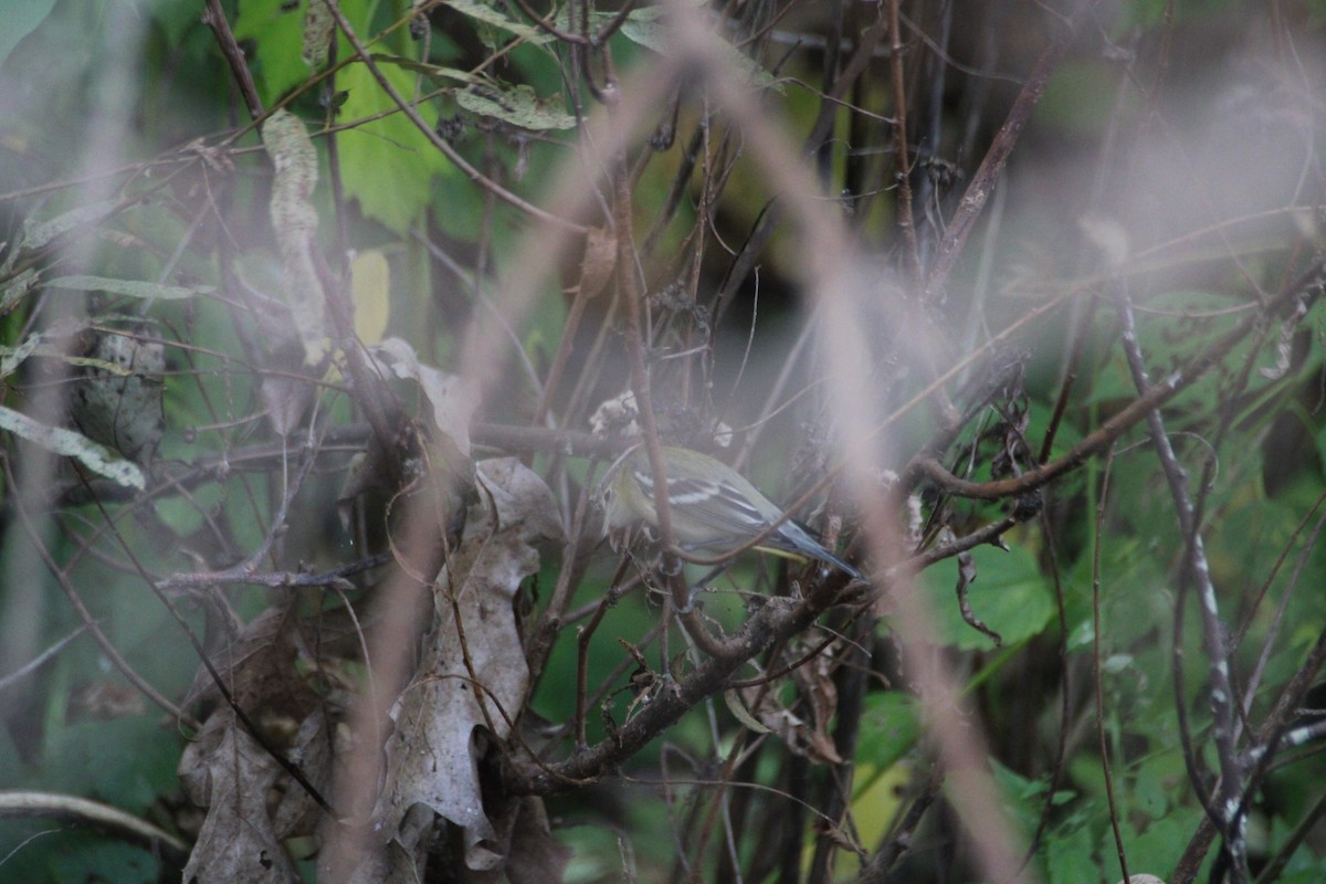Bay-breasted/Blackpoll Warbler - ML642423615