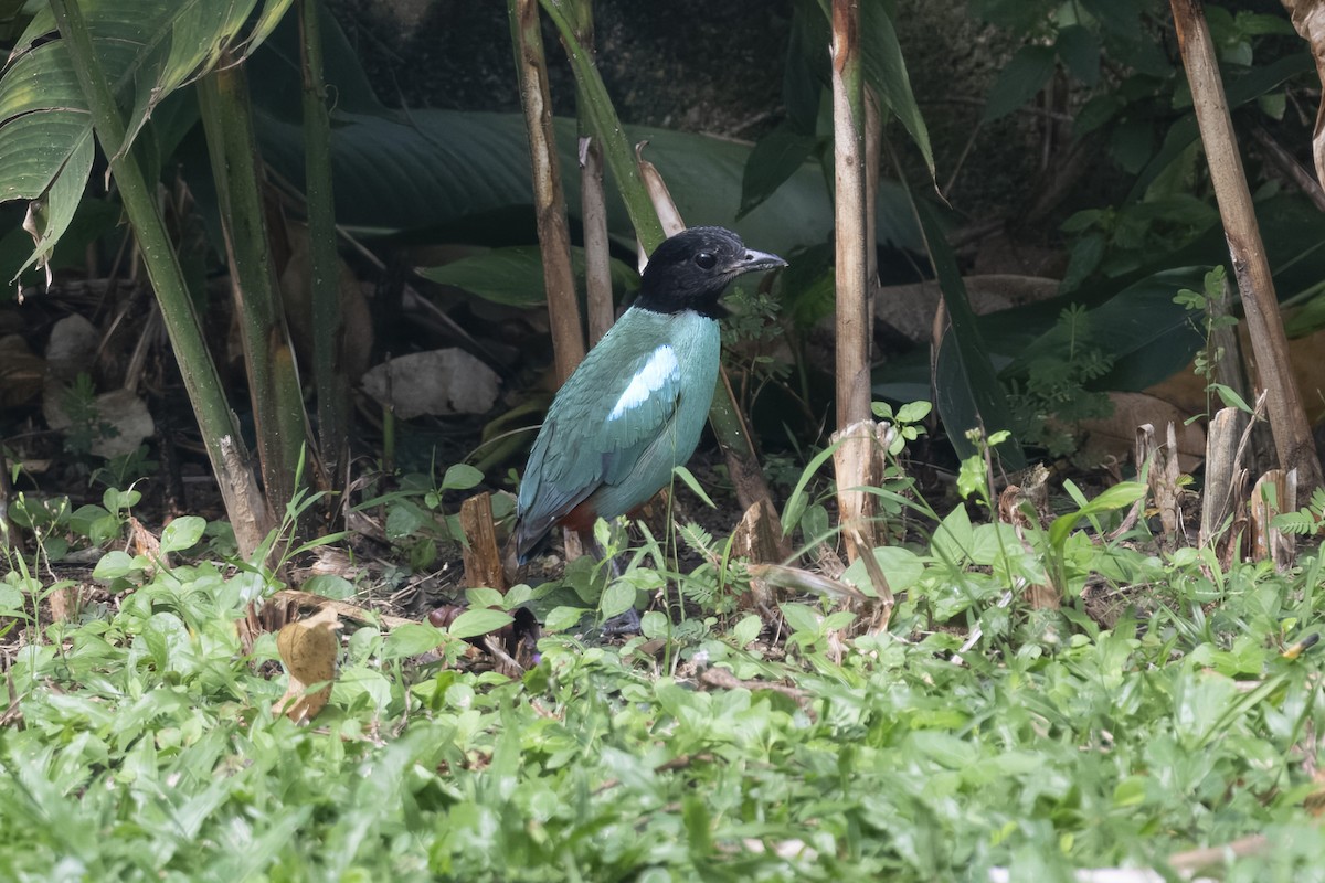 Western Hooded Pitta (Sunda) - ML642423710