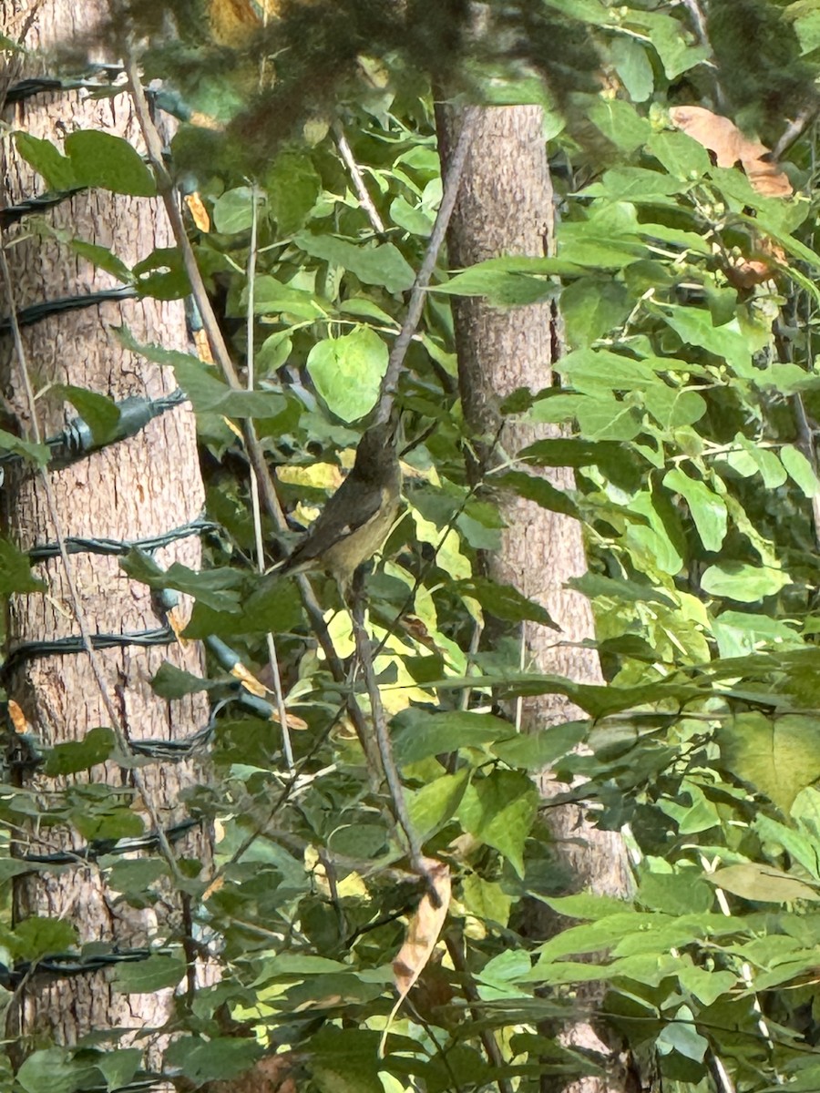 Black-throated Blue Warbler - ML642423726