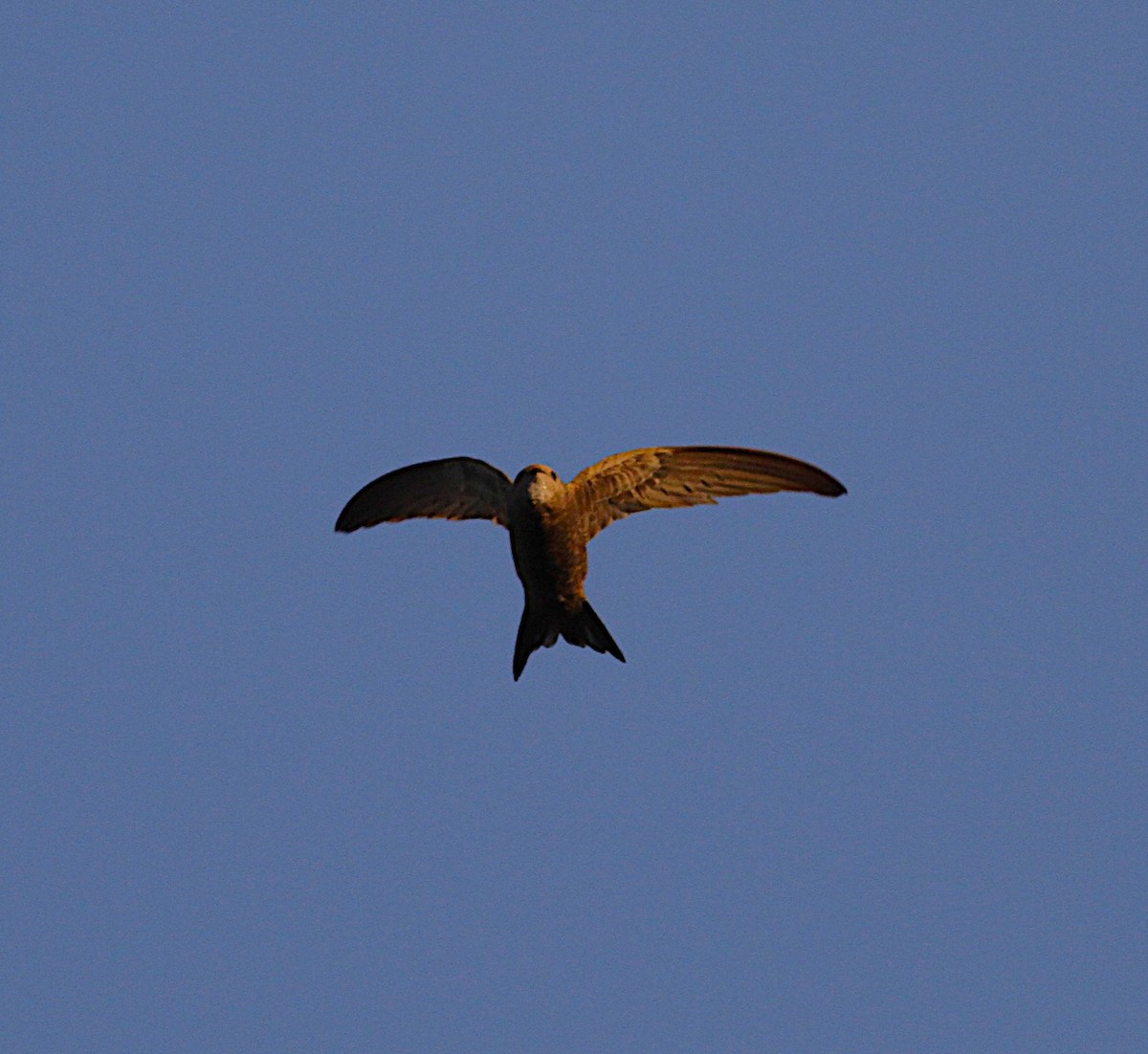 Pallid Swift - ML642423728