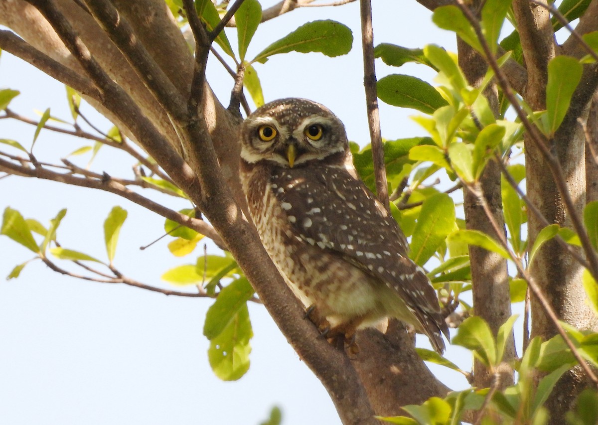 Spotted Owlet - ML642423738