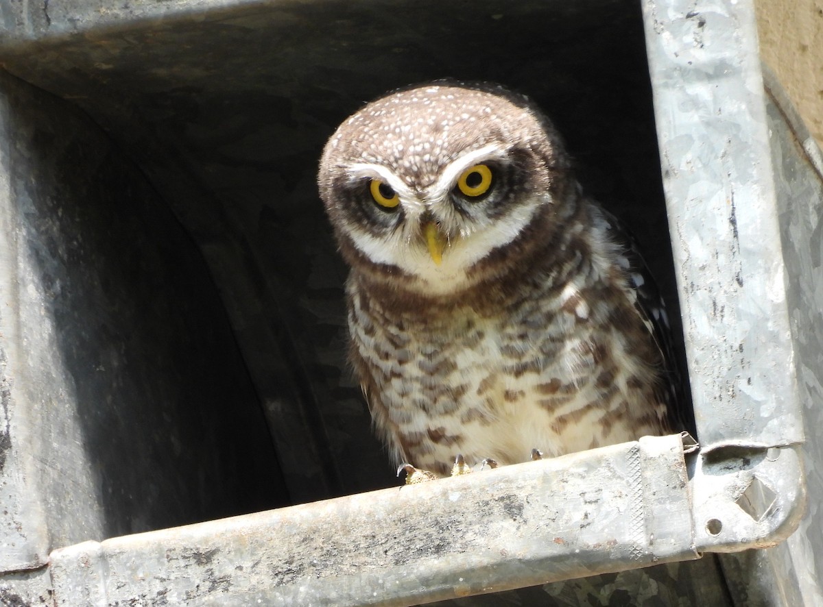 Spotted Owlet - ML642423739