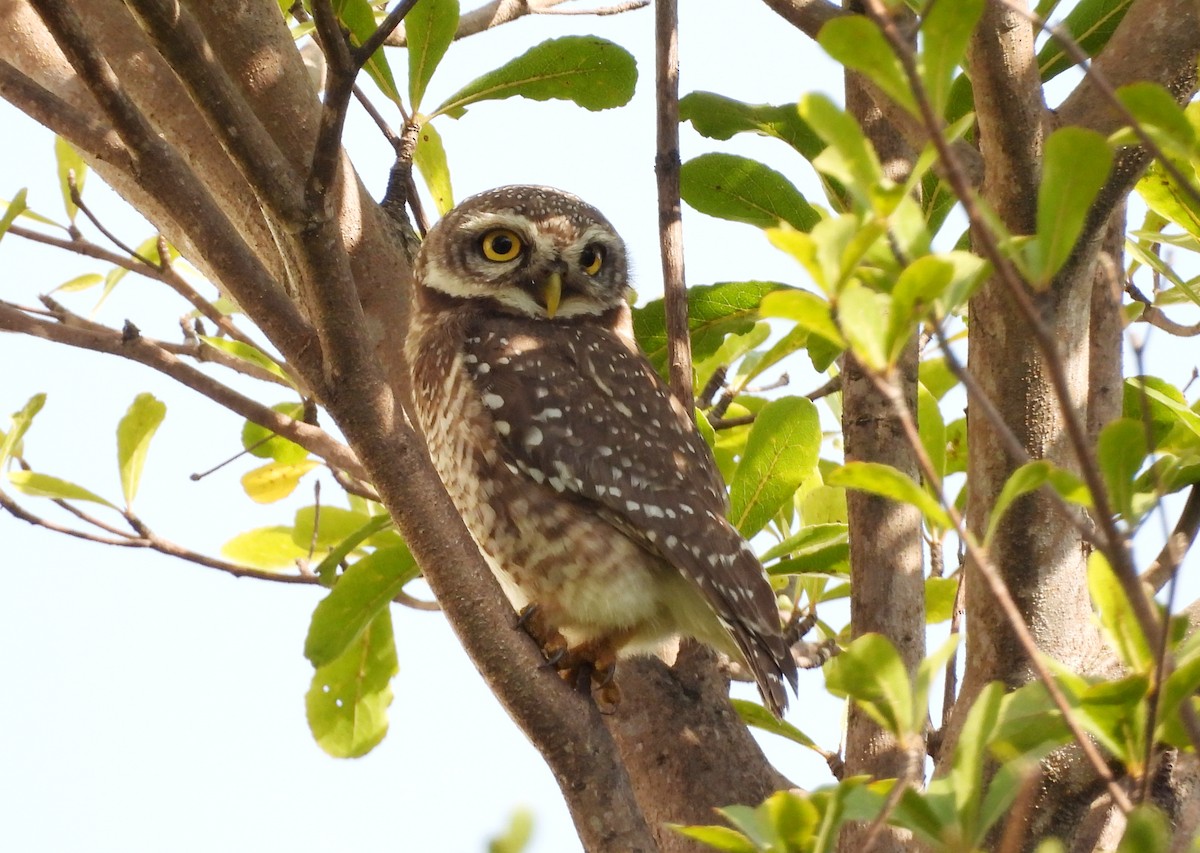 Spotted Owlet - ML642423740
