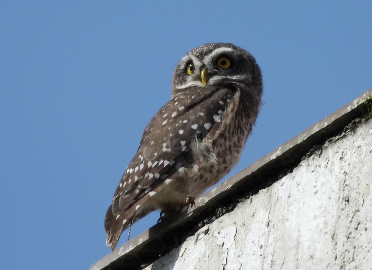 Spotted Owlet - ML642423742