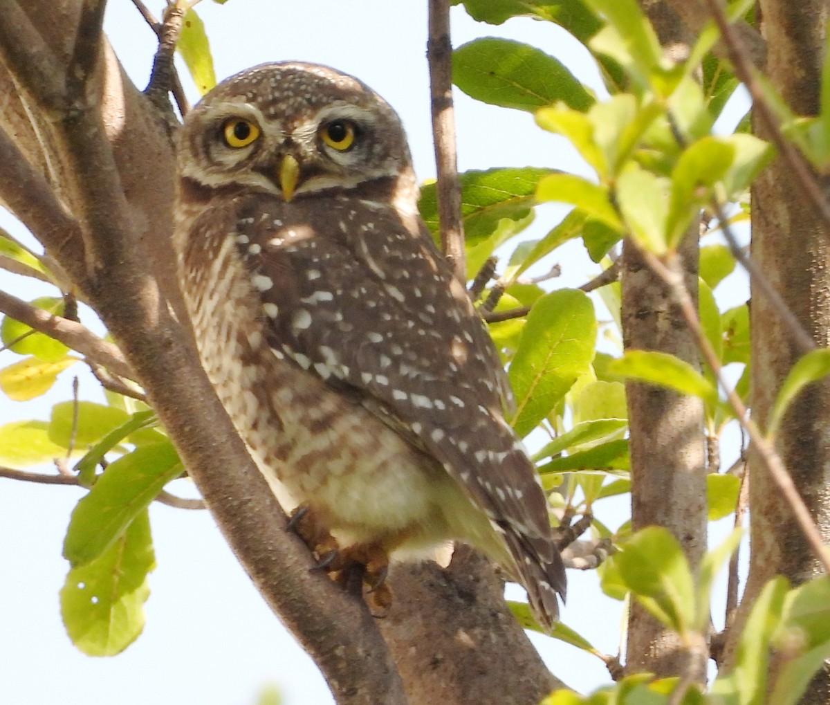 Spotted Owlet - ML642423743
