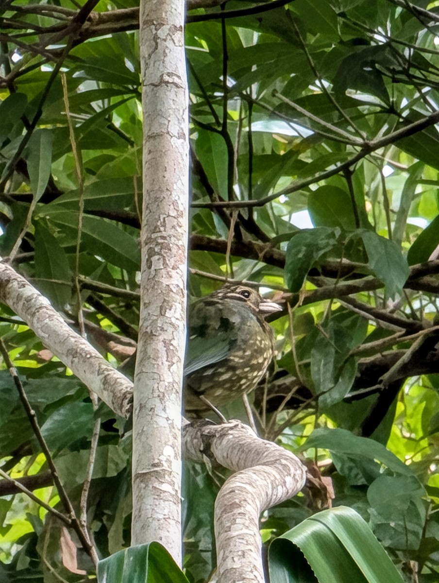 Spotted Catbird - ML642423744
