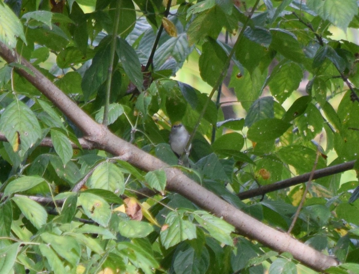 Chestnut-sided Warbler - ML642423745